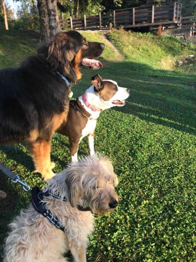 Holiday Guesthouse La Casina Di Butzi Pet Friendly - Terme Di Arta - Zoncolan 아르타 테르메 외부 사진